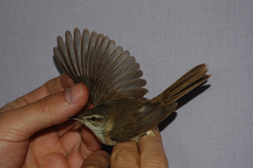 Paddyfield Warbler, Sundre 20130605