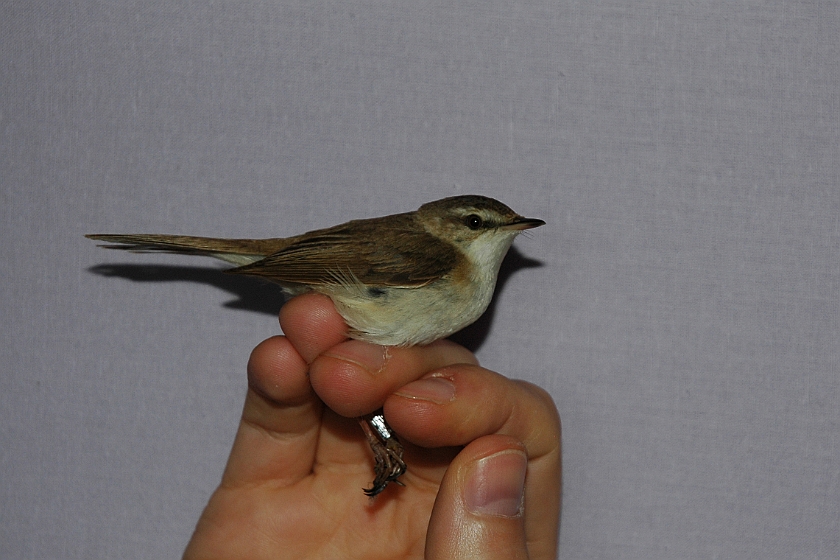 Paddyfield Warbler, Sundre 20130605