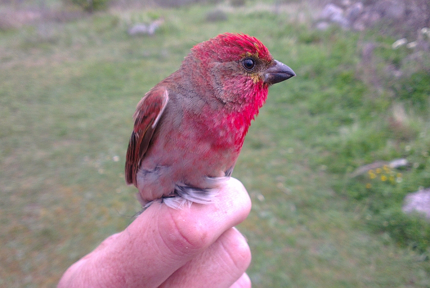 Common Rosefinch, Sundre 20130523