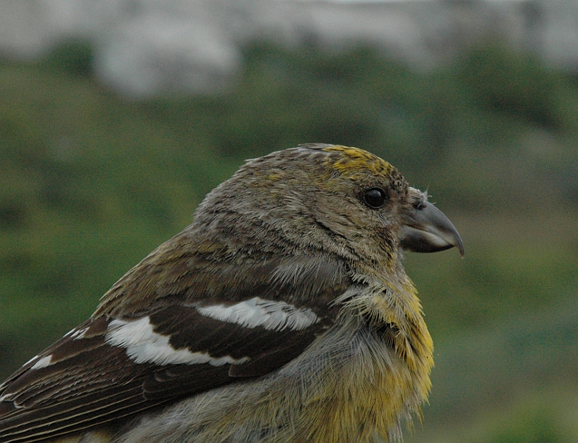 Two-barred Crossbill, Sundre 20110806