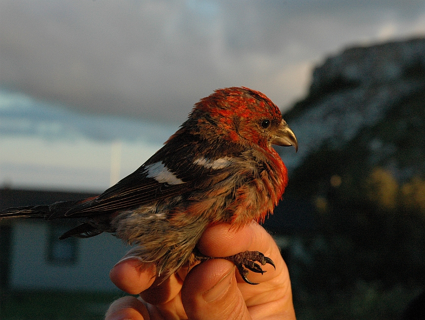 Two-barred Crossbill, Sundre 20110806