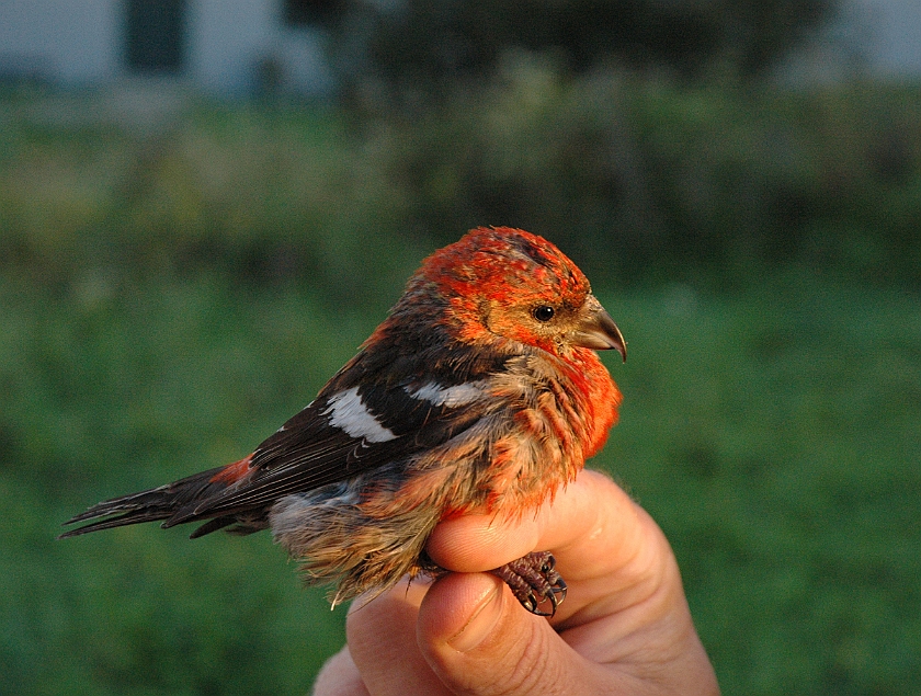 Two-barred Crossbill, Sundre 20110806