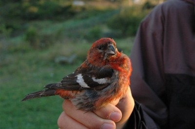 Two-barred Crossbill, Sundre 20110806