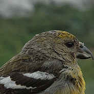 Bändelkorsnäbb, Sundre 20110806