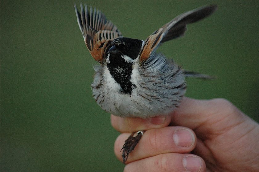 Common Reed Bunting, Sundre 20120520