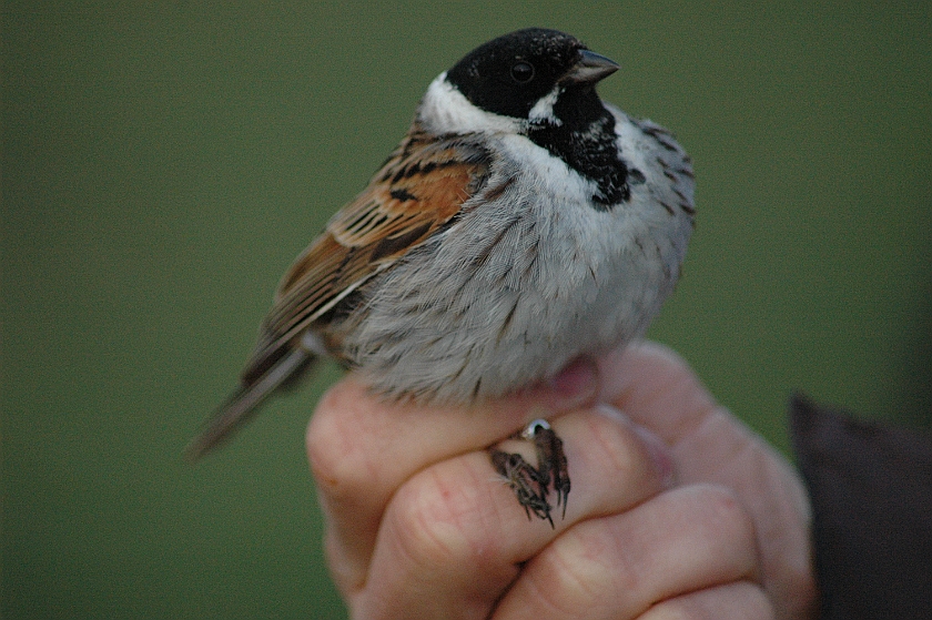 Common Reed Bunting, Sundre 20120520