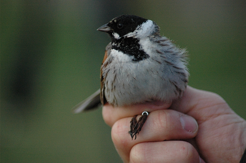 Common Reed Bunting, Sundre 20120520