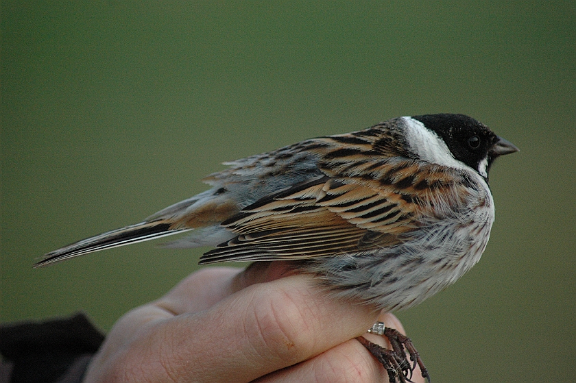 Common Reed Bunting, Sundre 20120520