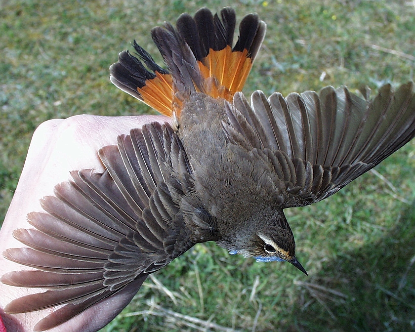 Bluethroat, Sundre