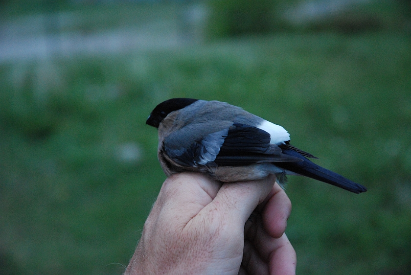 Eurasian Bullfinch, Sundre 20130529