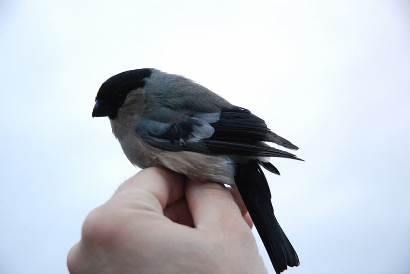 Eurasian Bullfinch, Sundre 20130529