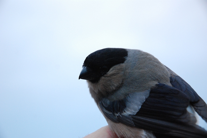 Eurasian Bullfinch, Sundre 20130529