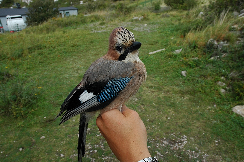 Eurasian Jay, Sundre 20120825