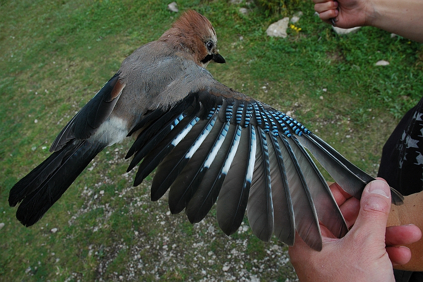 Eurasian Jay, Sundre 20120825