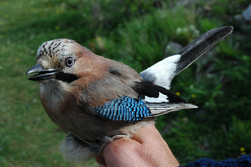 Eurasian Jay, Sundre 20130529