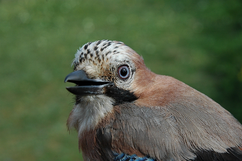 Eurasian Jay, Sundre 20130529