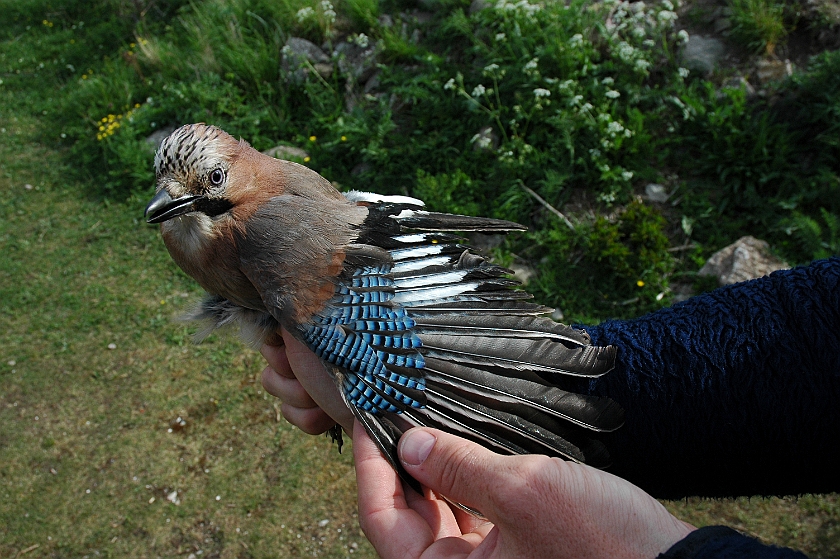 Eurasian Jay, Sundre 20190529