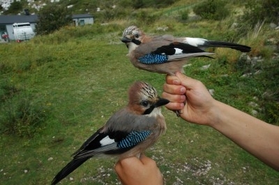 Eurasian Jay, Sundre 20120825