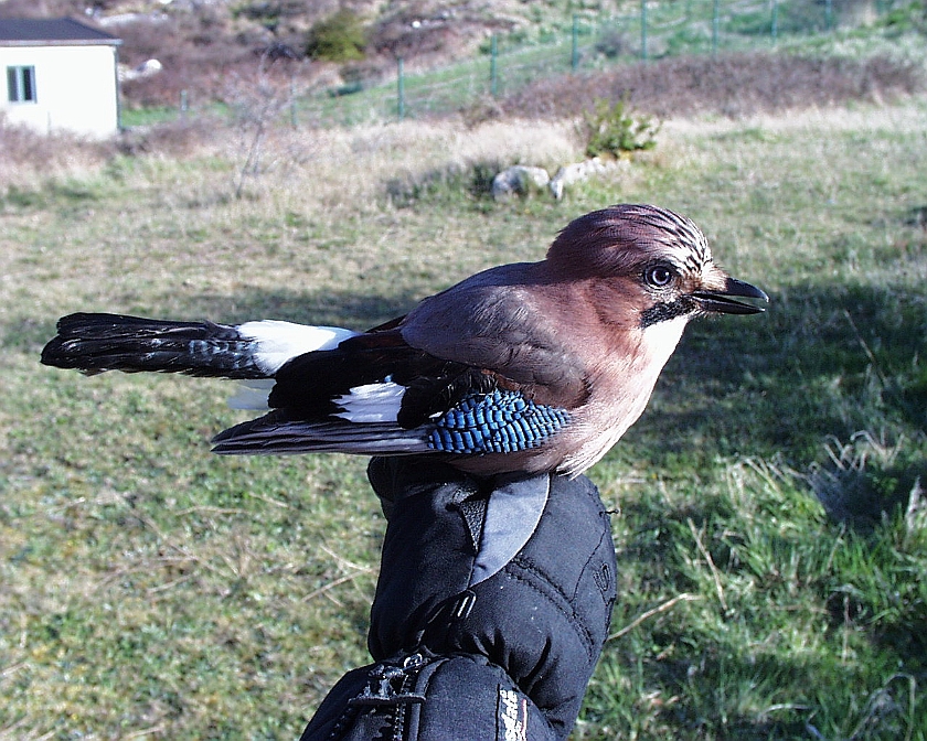 Eurasian Jay, Sundre