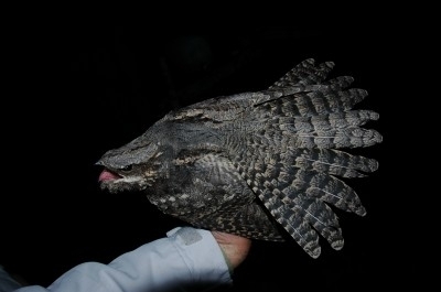 European European Nightjar, Sundre 20120825