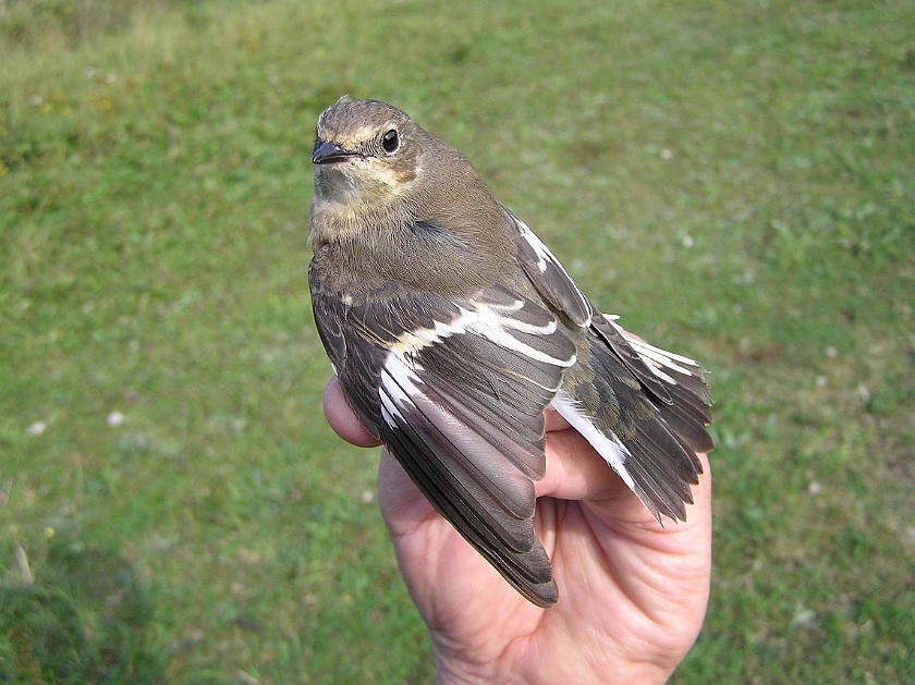 Collared Flycatcher, Sundre 20120826