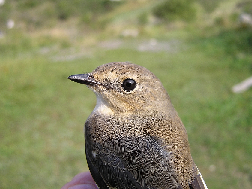 Collared Flycatcher, Sundre 20120826