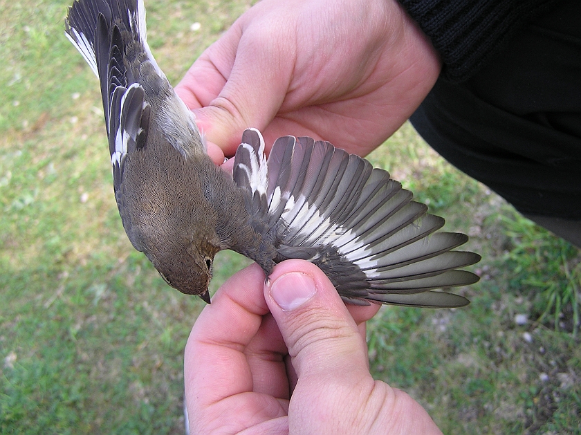 Collared Flycatcher, Sundre 20120826