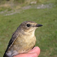 Halsbandsflugsnappare, Sundre 20120826