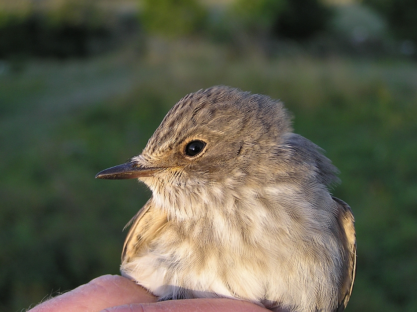 Spotted Flycatcher, Sundre 20120828