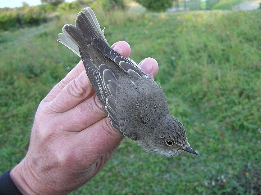 Spotted Flycatcher, Sundre 20120828