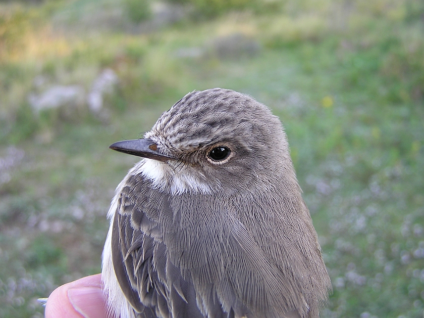 Spotted Flycatcher, Sundre 20120828