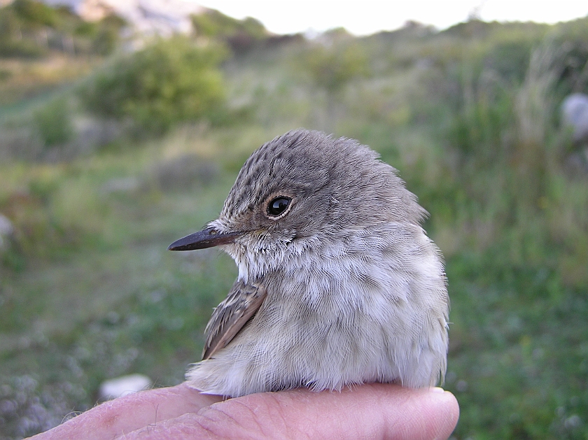 Spotted Flycatcher, Sundre 20120828