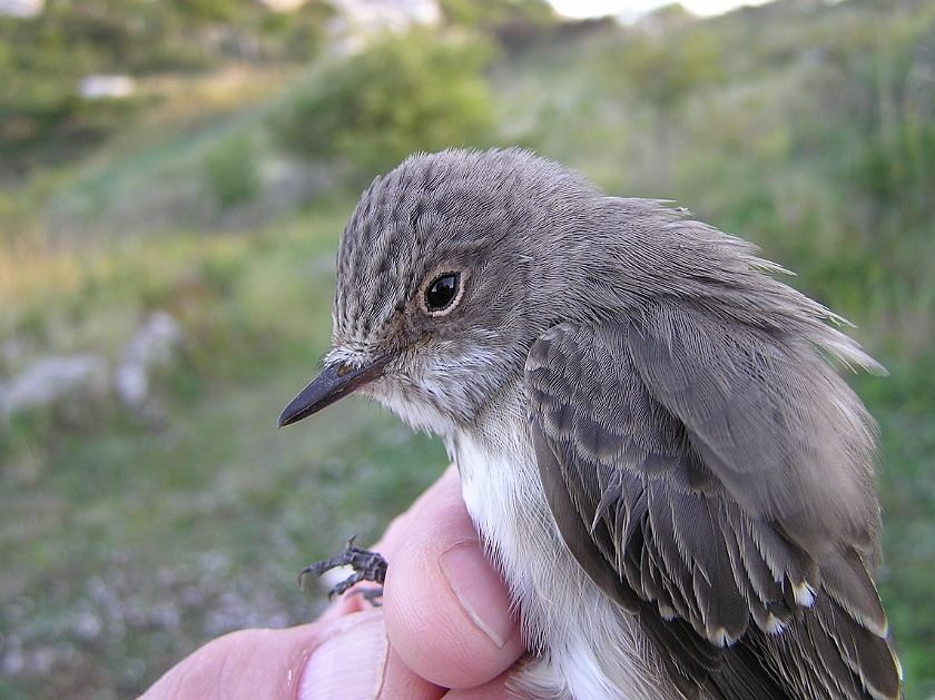 Spotted Flycatcher, Sundre 20120828