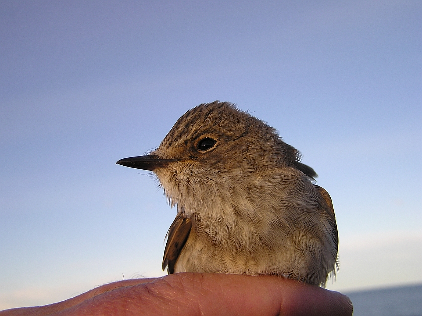 Spotted Flycatcher, Sundre 20120828