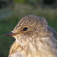 Grå flugsnappare, Sundre 20120828