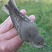 Grå flugsnappare, Sundre 20120828