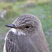 Grå flugsnappare, Sundre 20120828