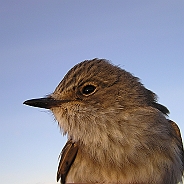 Grå flugsnappare, Sundre 20120828