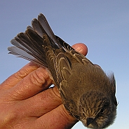 Grå flugsnappare, Sundre 20120828