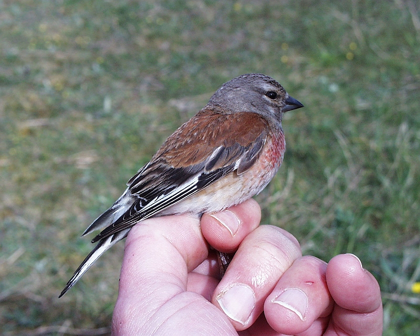 Common Linnet, Sundre