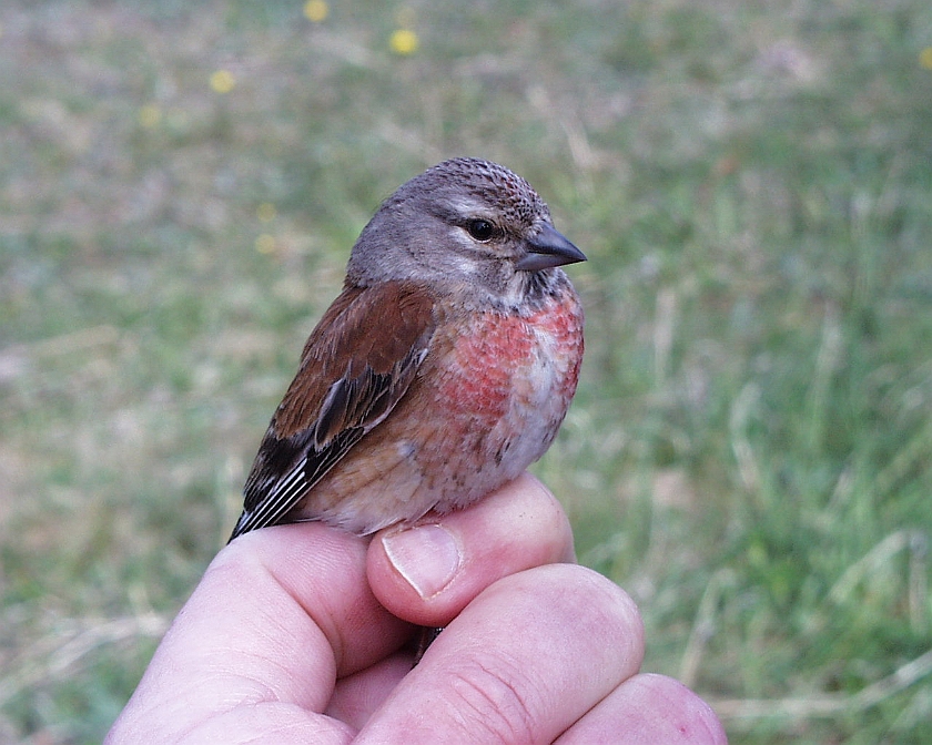 Common Linnet, Sundre