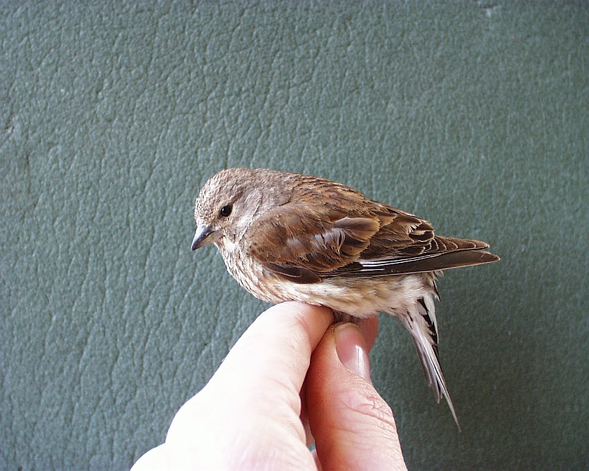 Common Linnet, Sundre