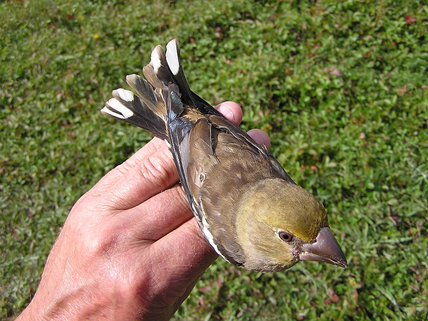 Hawfinch, Sundre 20120828