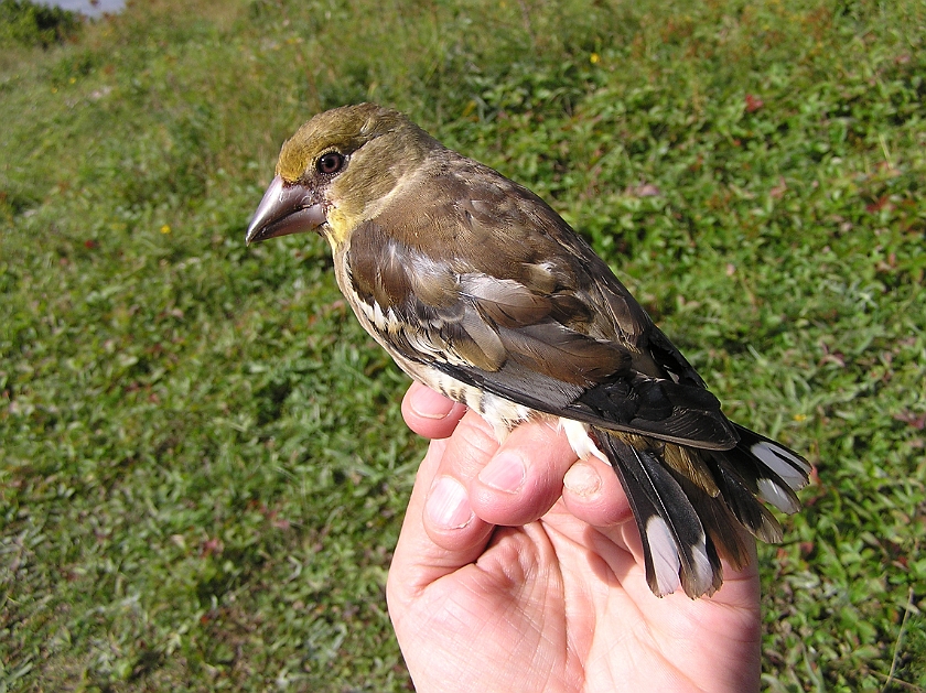 Hawfinch, Sundre 20120828