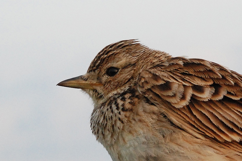 Eurasian Skylark, Sundre 20130602