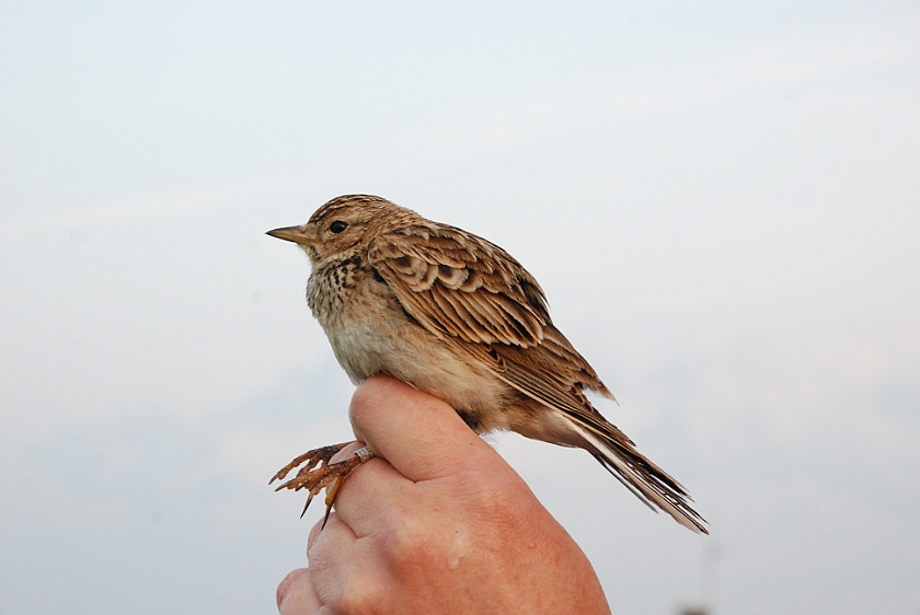 Eurasian Skylark, Sundre 20130602