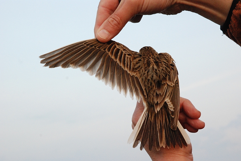 Eurasian Skylark, Sundre 20130602