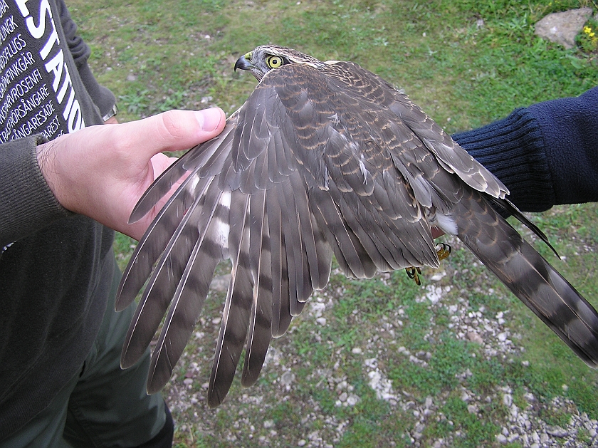 Eurasian Sparrowhawk, Sundre 20120826