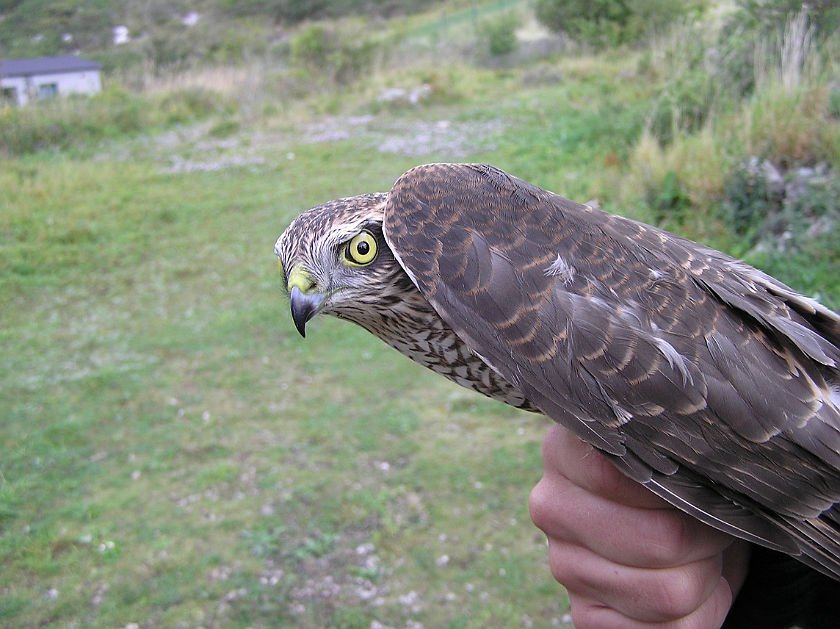 Eurasian Sparrowhawk, Sundre 20120826