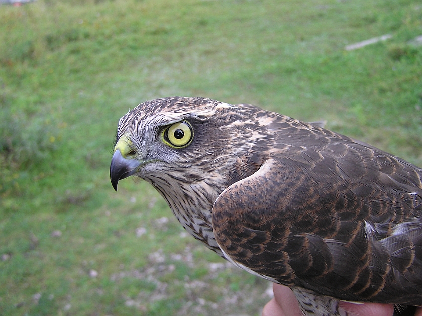 Eurasian Sparrowhawk, Sundre 20120826